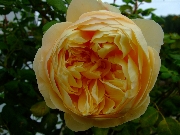 Englische Rosen - Charles Darwin